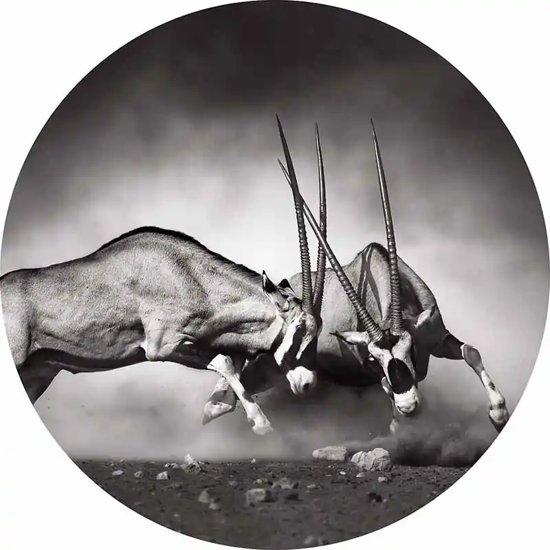 Preisknaller Digitaldruck-Tapete The Duel livingwalls (1034162)