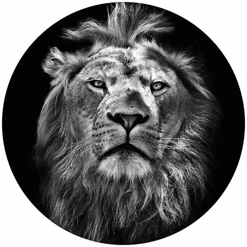 Beliebt Digitaldruck-Tapete Lion livingwalls (1034157)