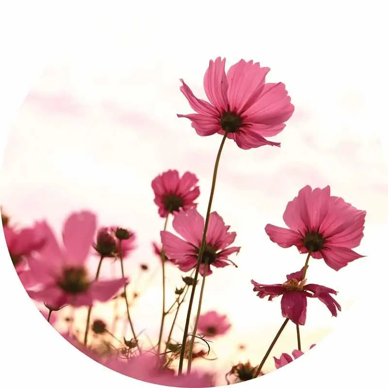 Kracherpreis Digitaldruck-Tapete Pink Kosmeen livingwalls (1034154)