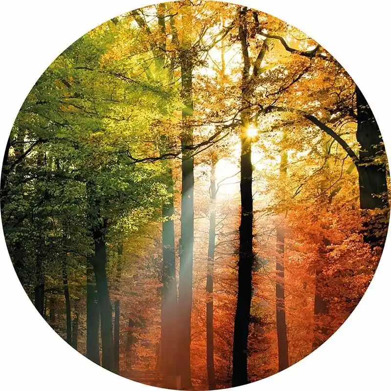 Digitaldruck-Tapete Golden Autumn livingwalls (1034152) Sofort Bestellen