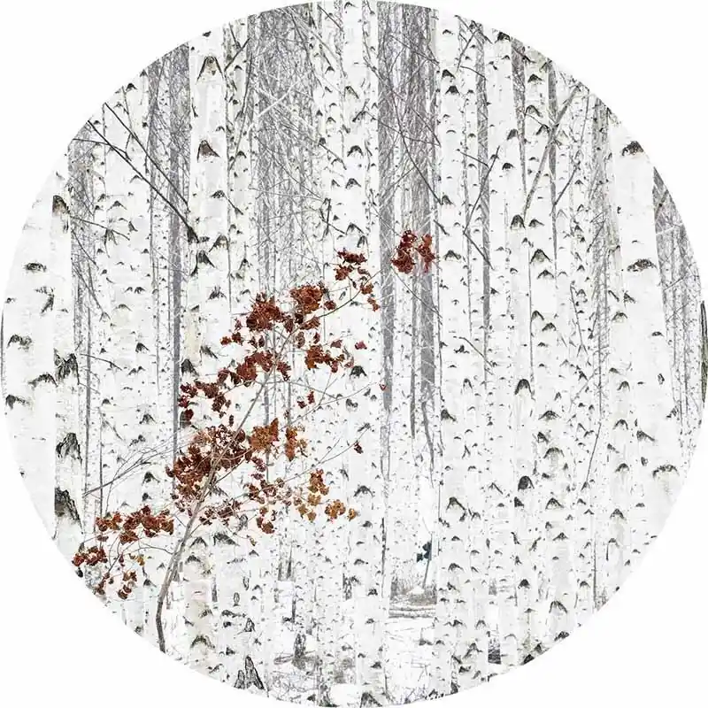 Neue Kollektion Digitaldruck-Tapete White Birch Forest livingwalls (1034141)