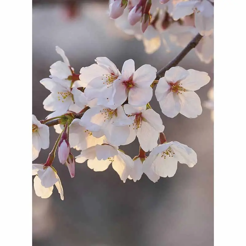 Digitaldruck-Tapete Cherry Blossoms livingwalls (1034135) Online Kaufen