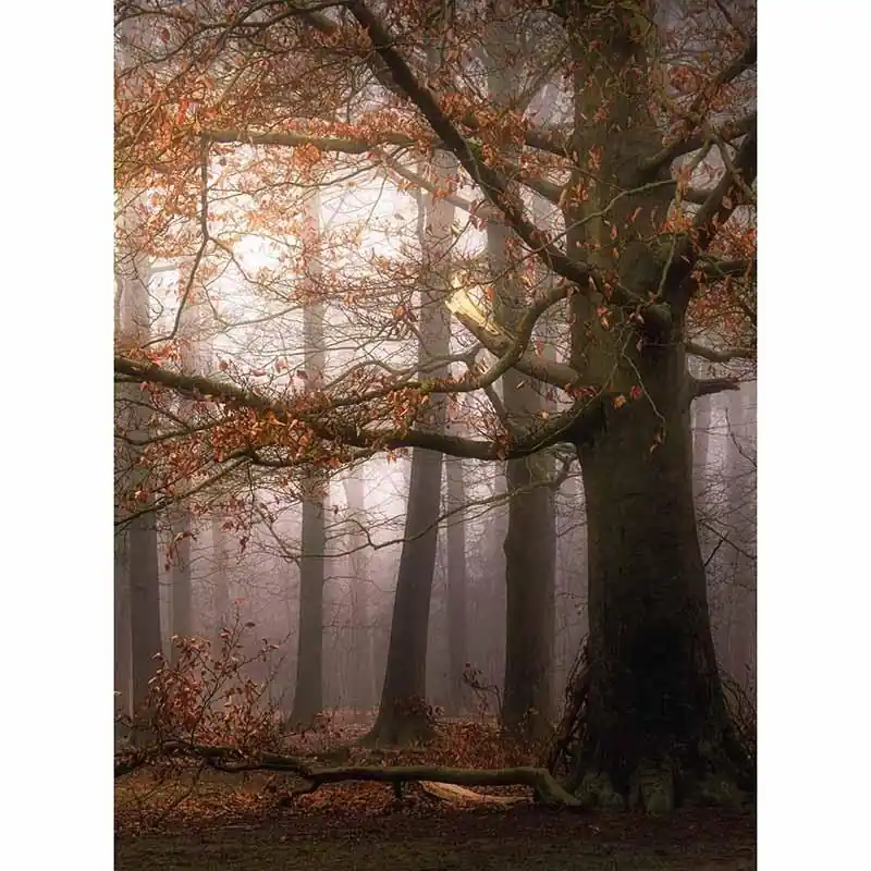 Bestseller Digitaldruck-Tapete Foggy Autumn Forest livingwalls (1034103)