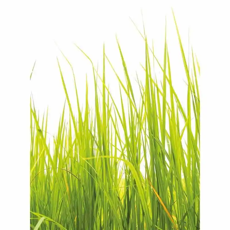 Ausverkauf Digitaldruck-Tapete High Grass livingwalls (1034100)