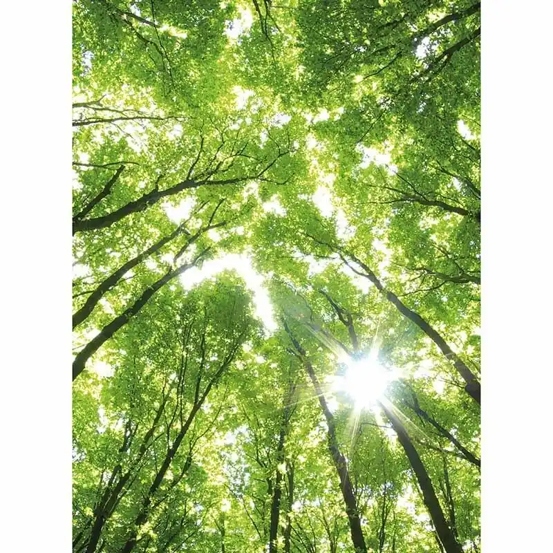 Digitaldruck-Tapete Sunny Forest livingwalls (1034092) Sale