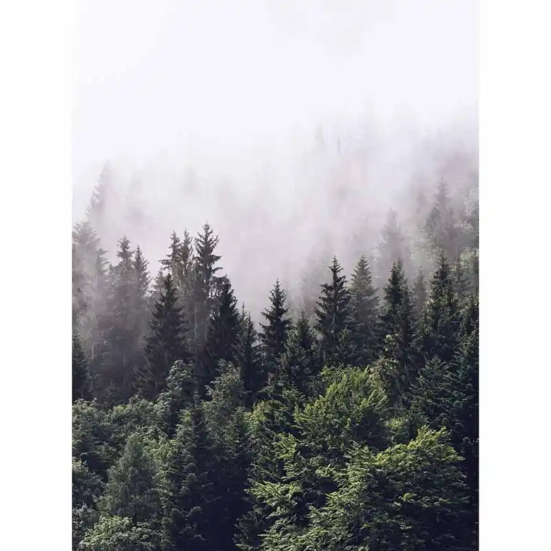 Digitaldruck-Tapete Foggy Forest livingwalls (1034086) Super-Preis