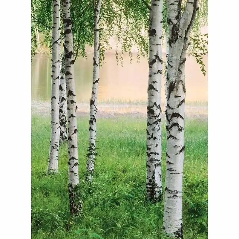 Direkt Vom Hersteller Digitaldruck-Tapete Nordic Forest livingwalls (1034077)