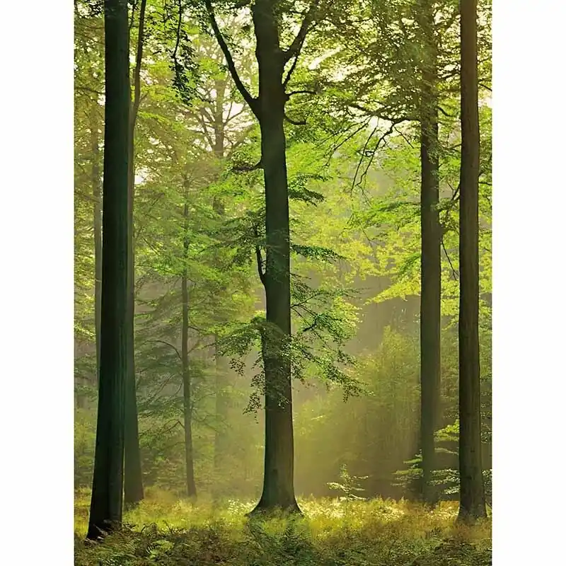 Sofort Bestellen Digitaldruck-Tapete Autumn Forest livingwalls (1034072)
