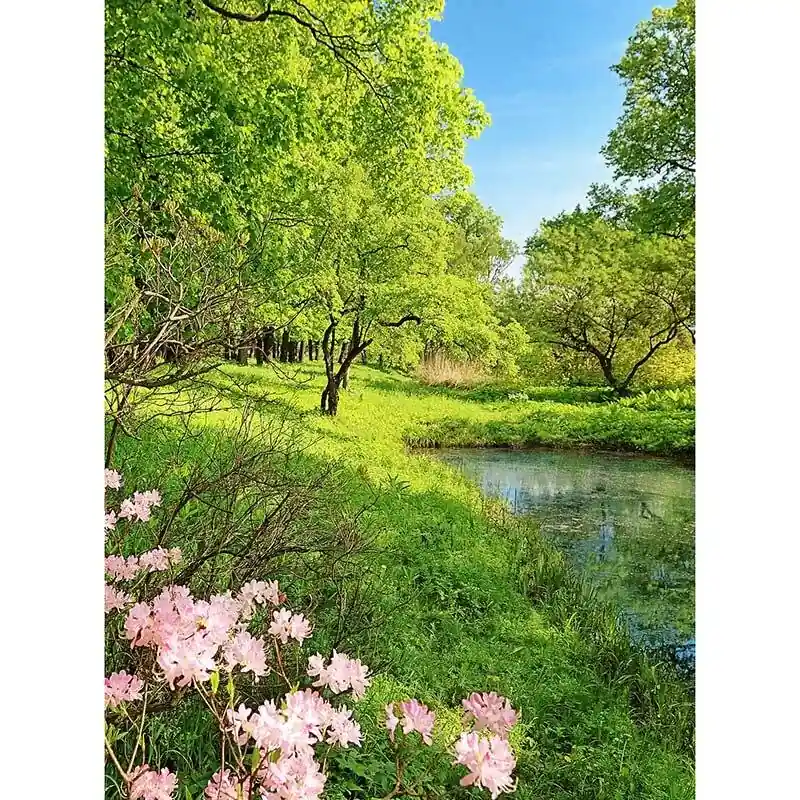 Preisreduziert Digitaldruck-Tapete Park in the Spring livingwalls (1034062)