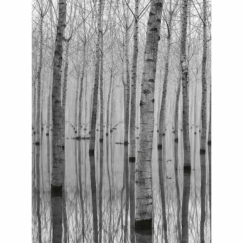 Knallerangebot Digitaldruck-Tapete Birch Forest In The Water livingwalls (1034046)