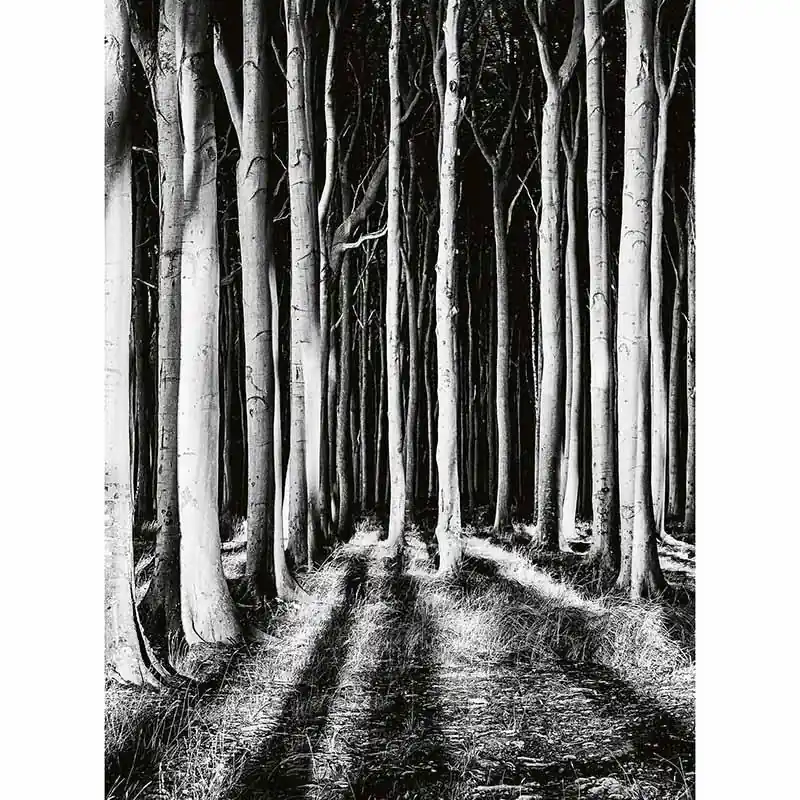 Digitaldruck-Tapete Ghost Forest livingwalls (1034042) Bestseller