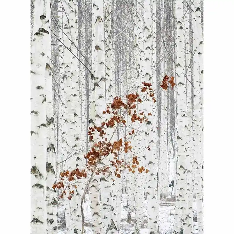 Digitaldruck-Tapete White Birch Forest livingwalls (1034041) Finale Aktion