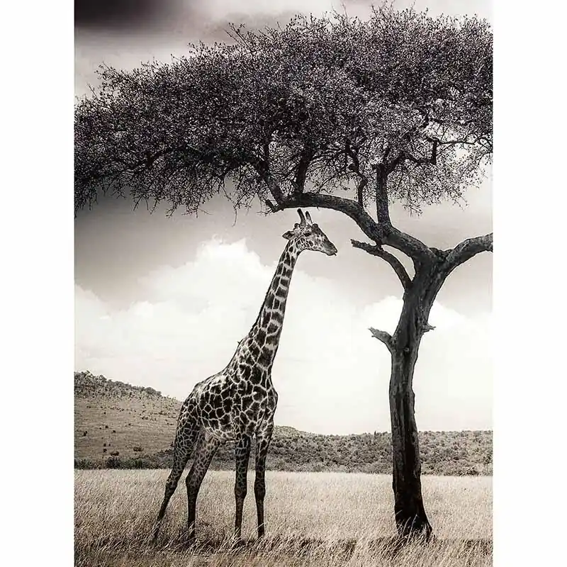 Digitaldruck-Tapete Giraffe Safari livingwalls (1034038) Saisonangebot