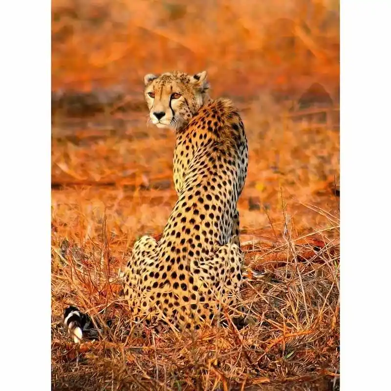 Digitaldruck-Tapete Leopard Safari livingwalls (1034037) Mega-Angebot