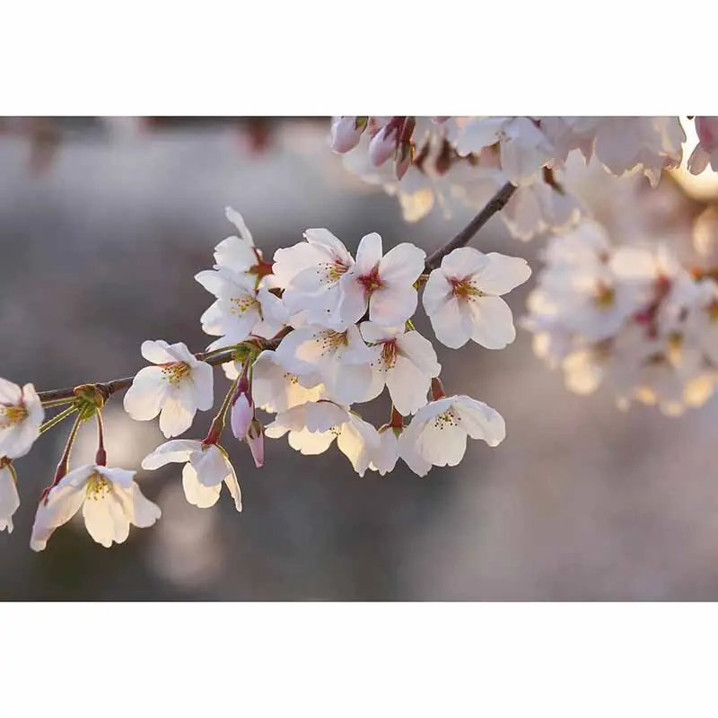 Digitaldruck-Tapete Cherry Blossoms livingwalls (1034010) Sichere Zahlung