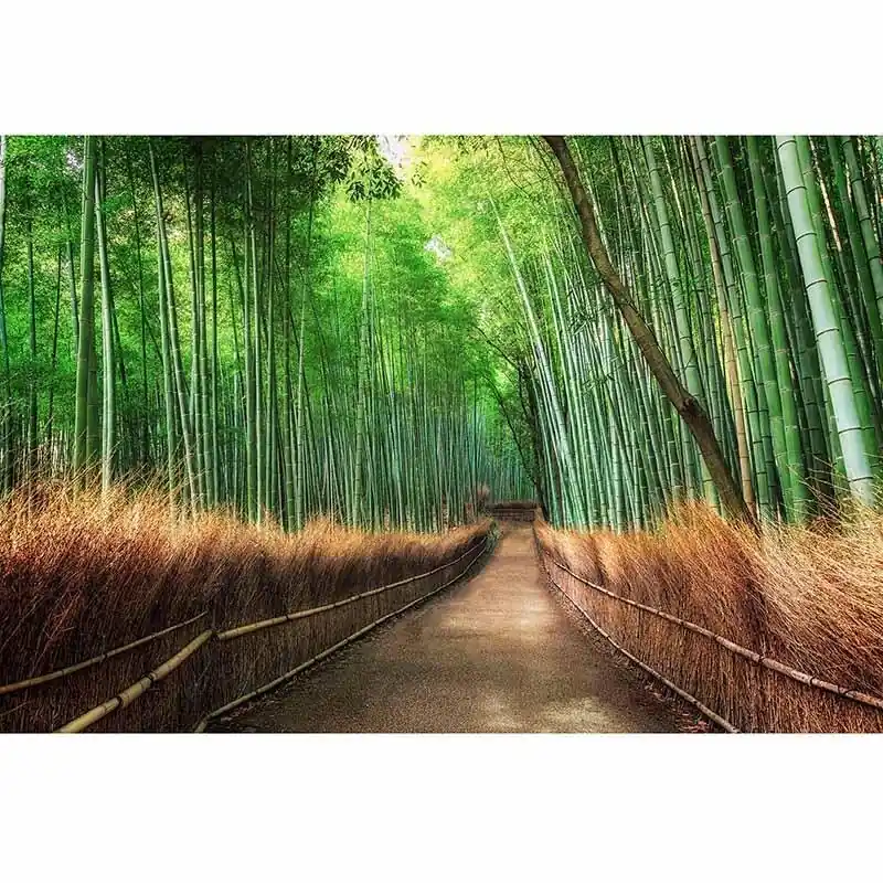 Super-Preis Digitaldruck-Tapete Bamboo Grove Kyoto livingwalls (1034003)