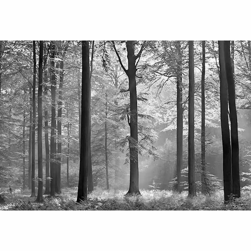 Top-Seller Digitaldruck-Tapete Avalon livingwalls (1033947)