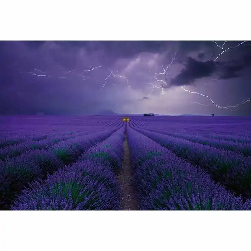 Digitaldruck-Tapete Field of Lavender livingwalls (1033927) Knallerangebot