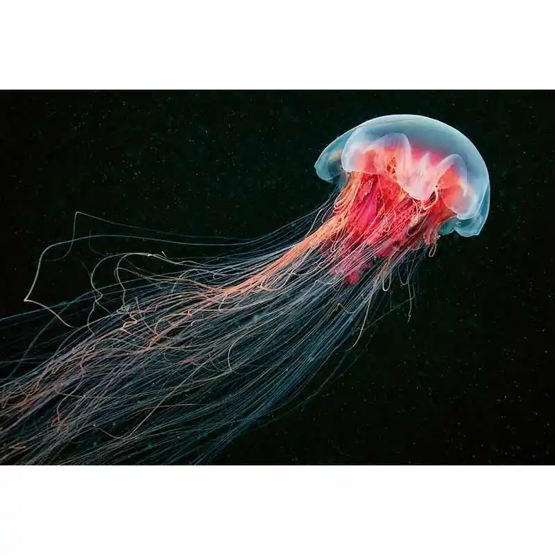 Top-Preis Digitaldruck-Tapete Jellyfish livingwalls (1033907)
