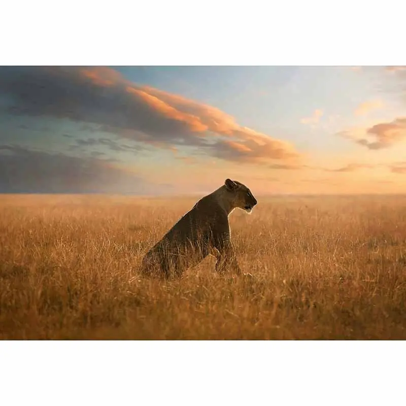 Top-Preis Digitaldruck-Tapete Lioness livingwalls (1033885)