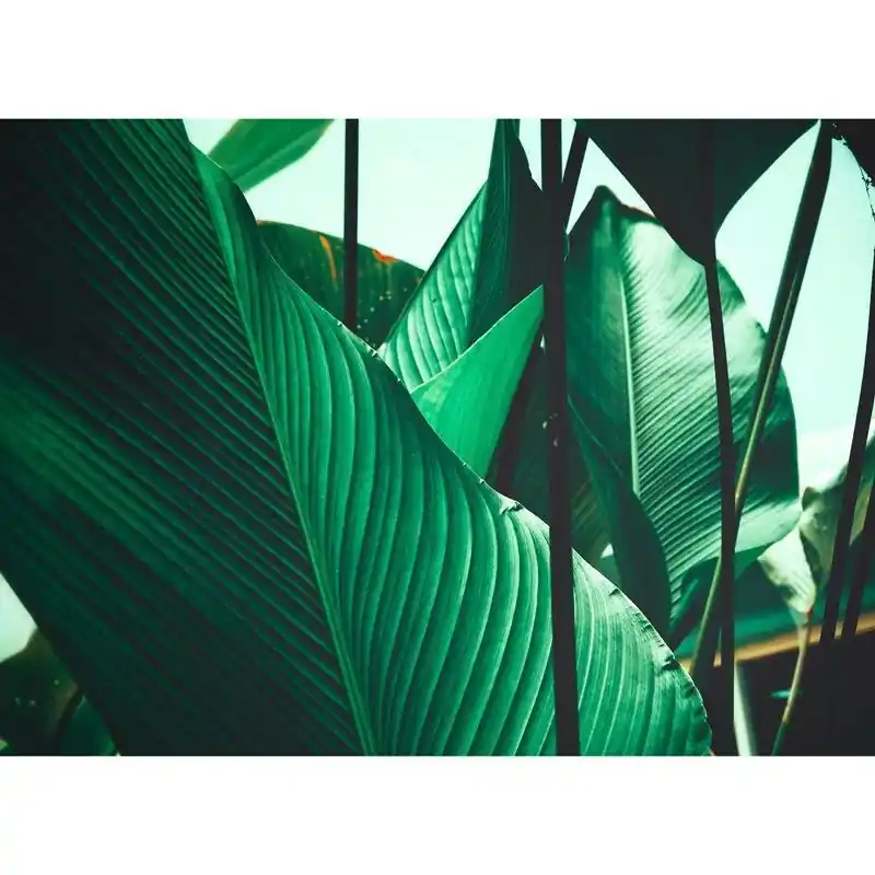 Aktuell Digitaldruck-Tapete Leaf Stalks 1 livingwalls (1031885)