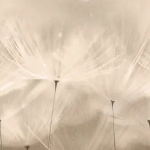 Zertifiziert Fototapete, Pusteblumen, 203801, One roll, one motif 2, Grandeco