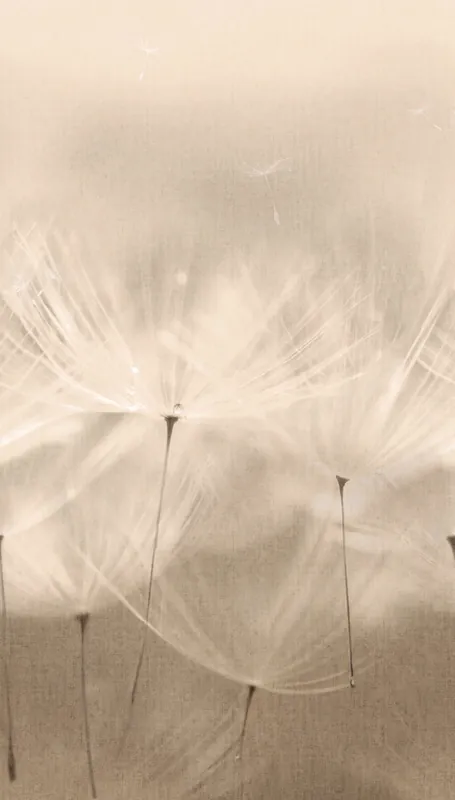 Zertifiziert Fototapete, Pusteblumen, 203801, One roll, one motif 2, Grandeco