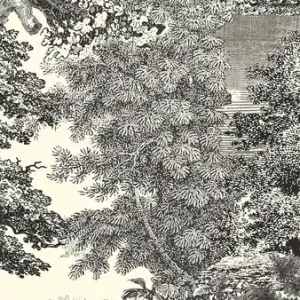 Angebot Fototapete, schwarz, Wald, Bäume, DGSAL1012-260, Amazone, Masureel