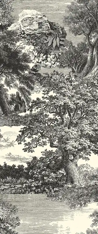 Fototapete, schwarz, Wald, Bäume, DGSAL1013-260, Amazone, Masureel Online Kaufen