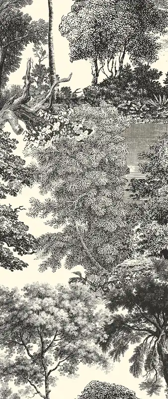 Neuheit Fototapete, schwarz, Wald, Bäume, DGSAL1014-300, Amazone, Masureel