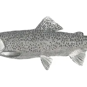 Vlies Fototapete Fisch 158933, 250x100cm, Black & White, Esta Versand Am Gleichen Tag