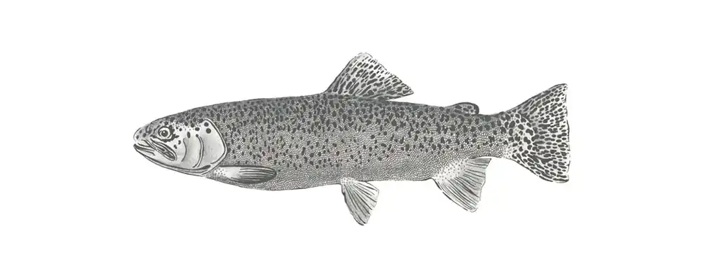 Vlies Fototapete Fisch 158933, 250x100cm, Black & White, Esta Versand Am Gleichen Tag