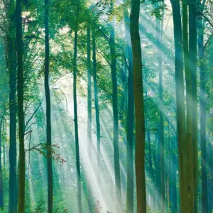 Versand Am Gleichen Tag Fototapete, Sonnenbeschienener Wald, ML6301, Mural Young Edition, Grandeco