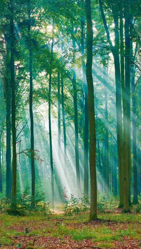 Versand Am Gleichen Tag Fototapete, Sonnenbeschienener Wald, ML6301, Mural Young Edition, Grandeco