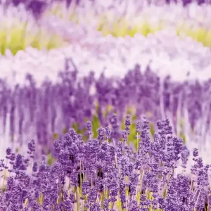 Fototapete Provence Lavendel A35901, 159 x 280 cm, Organiser, Murals, Grandeco Solange Der Vorrat Reicht