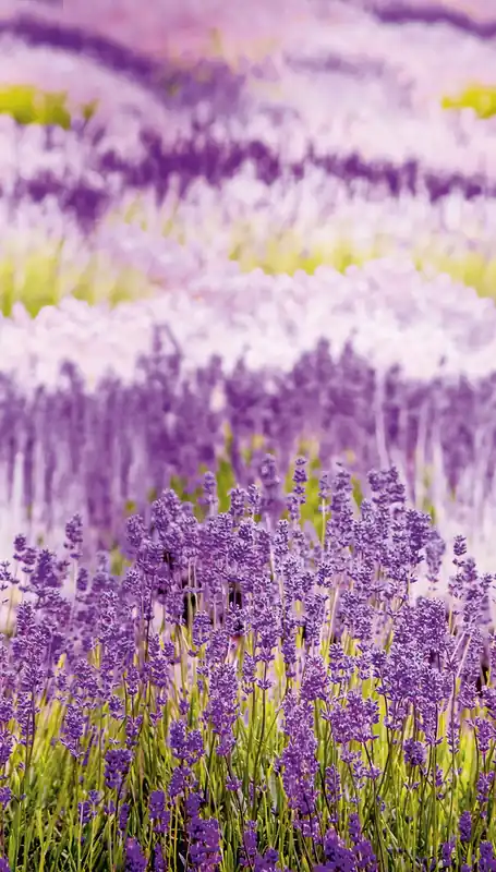 Fototapete Provence Lavendel A35901, 159 x 280 cm, Organiser, Murals, Grandeco Solange Der Vorrat Reicht